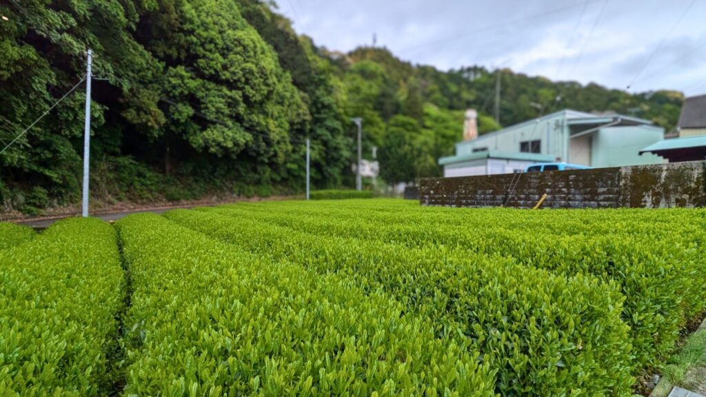 東海道歩き旅【13日目③】明治トンネルの幻想美と岡部宿・大旅籠柏屋を巡る歴史散歩!